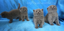 Шотландские котята*