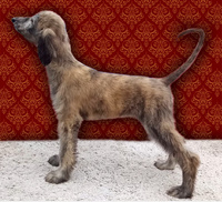 Корм для животные 24 часа спб