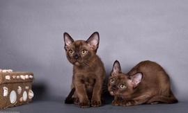 Бурма, породистые котята