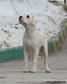 Аргентинского дога высокопородный щенок