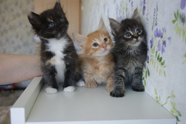 Трое очень красивых и ласковых котят для Вас!