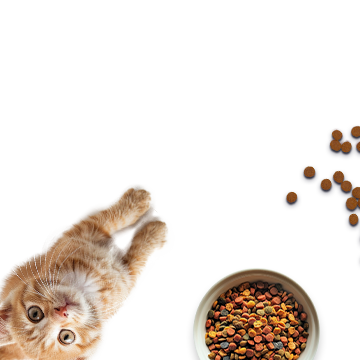 Корма для котят