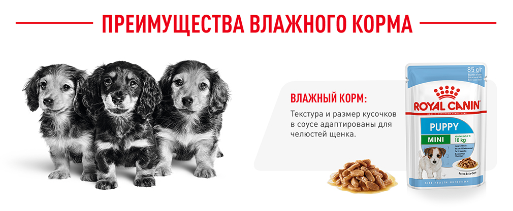 преимущества влажного корма Royal Canin