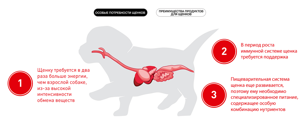 особые потребности щенков