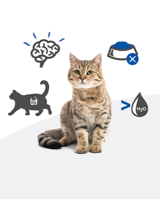 <p><strong class="custom_strong">Заболевания нижних мочевыводящих путей у кошек (урологический синдром кошек)</strong> - термин, обозначающий различные состояния, влияющие на мочевыделительную систему вашей кошки. Урологический синдром может быть вызван наличием камней в мочевыводящих путях (уролитами). Струвиты и оксалаты кальция - наиболее распространенные типы уролитов. Идиопатический цистит кошек (ИЦК) - одно из самых распространенных заболеваний нижних мочевыводящих путей кошек.* Стресс, лишний вес, определенный тип питания и недостаточное потребление воды могут способствовать возникновению урологического синдрома.</p>
