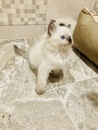 Котята Рэгдолл 