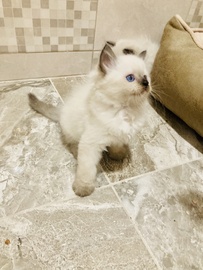 Котята Рэгдолл 
