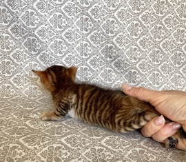 Котята породы тойгер и бенгальские котята