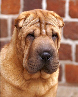 Порода собак шарпей - 70 фото