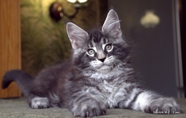 Крутые котята мейн куны (серебро,мрамор)