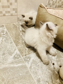 Котята Рэгдолл 