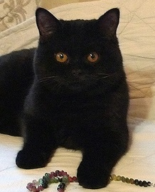 Британский котенок-черного окраса!