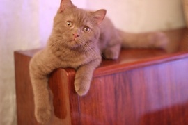 Британский котик циннамон