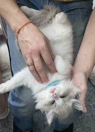 Котята рэгдолл от титулованных родителей