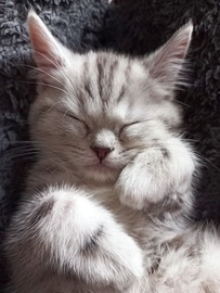 Котенок Скоттиш Страйт Серебристый Мрамор