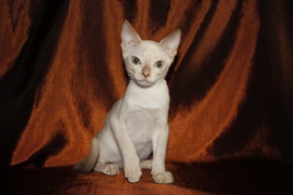 тонкинские котята из питомника Корнелита