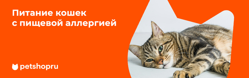 Аллергия у кошек: симптомы, причины и лечение в домашних условиях — Ozon Клуб