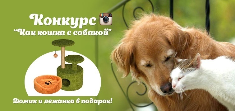 Фотоконкурс в Instagram "Как кошка с собакой"