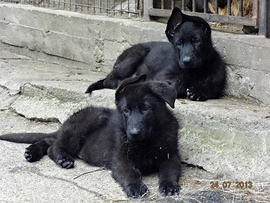 Высокопородные щенки немецкой овчарки черного окраса.