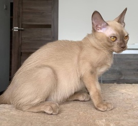 Бурма котенок