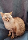 Шотландские коты и кошки 