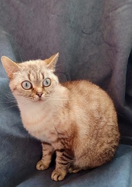Шотландские коты и кошки 
