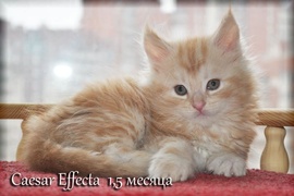 Питомник Кошек породы Мейн-Кун "EFFECTA"