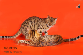 питомник бенгальских кошек BIG-BENG