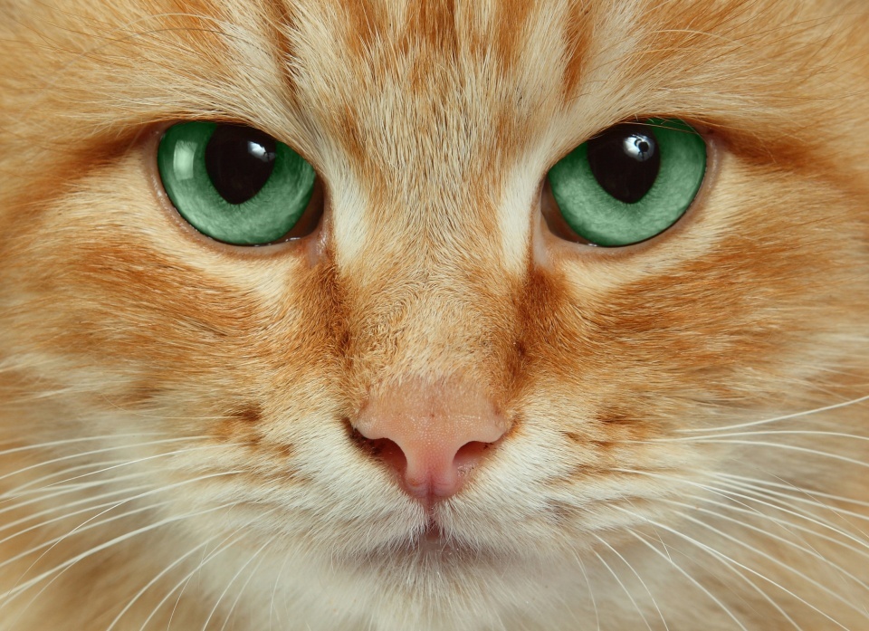 Почему нельзя смотреть кошке в глаза?