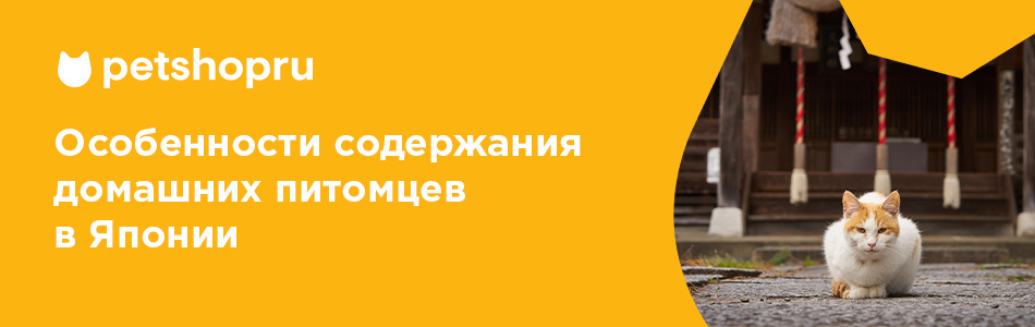 Особенности содержания домашних питомцев в Японии: с какими трудностями сталкиваются владельцы и как балуют своих питомцев