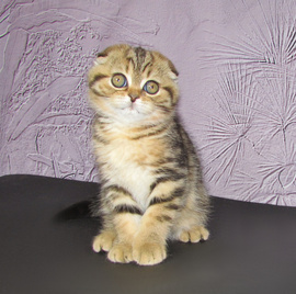 Шотландские котята из питомника