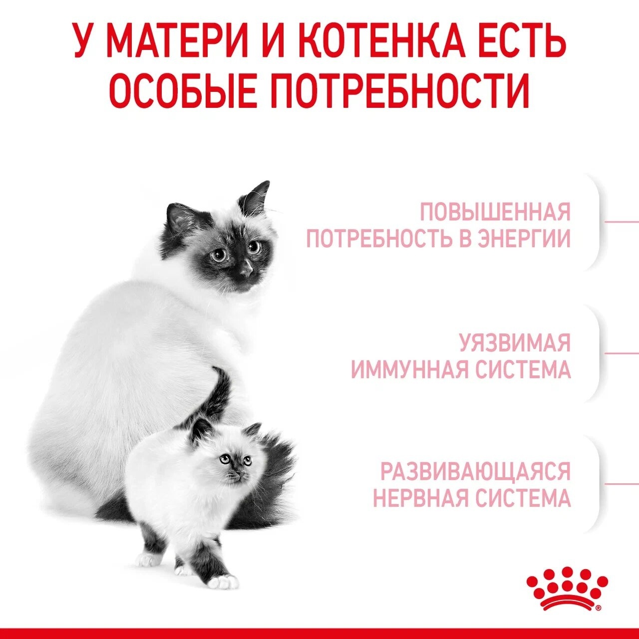 Корм Royal Canin корм для котят 1-4 месяцев и для беременных/лактирующих  кошек, royal canin babycat, royal canin mother, royal canin mother babycat  | Petshop.ru