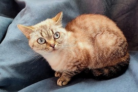 Шотландские коты и кошки 