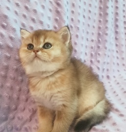 Шотландские котята золотая шиншилла