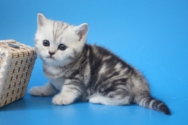 IШотландские серебристые котята Вискас