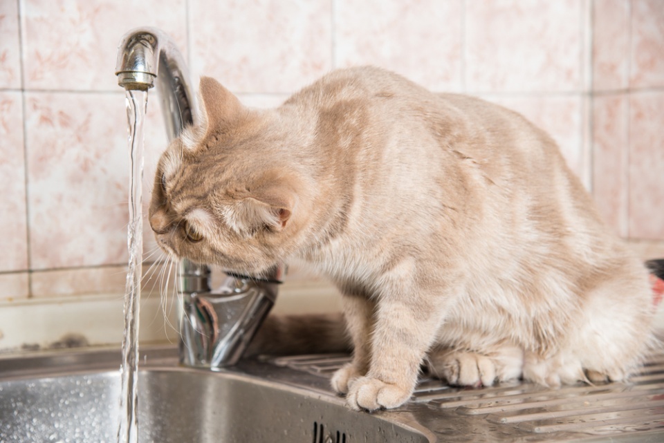 Почему кошка не пьет воду или мало пьет?