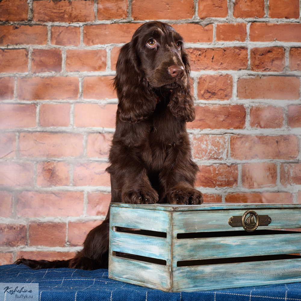 Филд-спаниель (Field Spaniel)