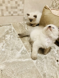 Котята Рэгдолл 