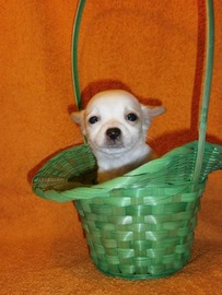 Чихуахуа - самая маленькая собачка в Мире