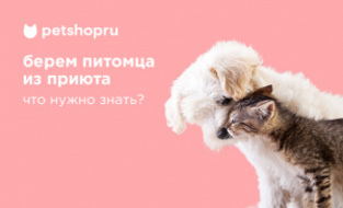 Что нужно знать, прежде чем взять питомца из приюта?
