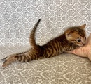Котята породы тойгер и бенгальские котята
