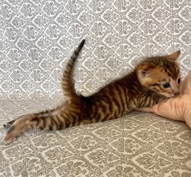 Котята породы тойгер и бенгальские котята