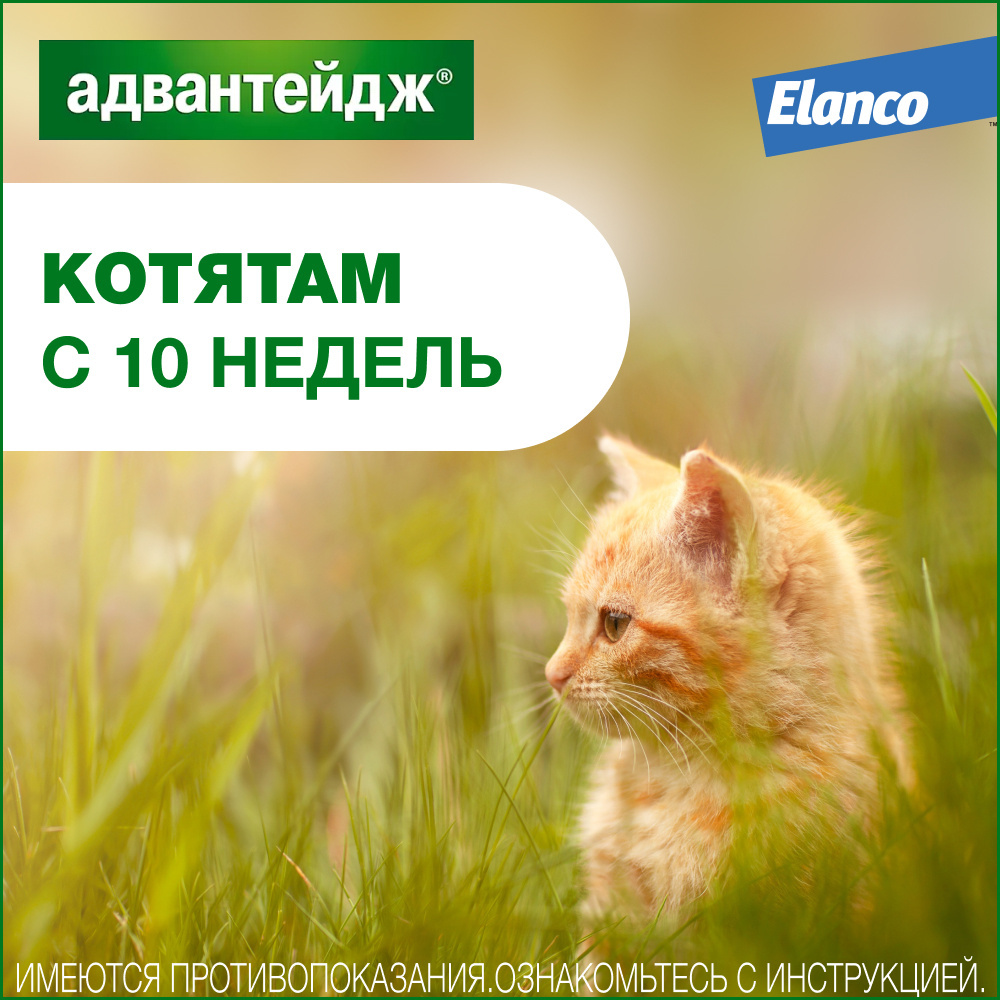 Elanco капли на холку Адвантейдж® от блох для котят и кошек до 4 кг – 4  пипетки | Petshop.ru