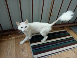 Белый кот по кличке Том ищет свой любимый дом!