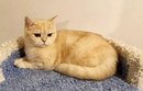 Шотландские коты и кошки 