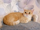 Шотландские коты и кошки