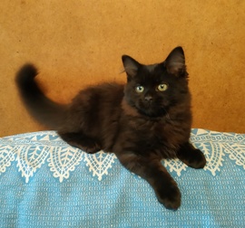 Сибирский котенок - черный котик