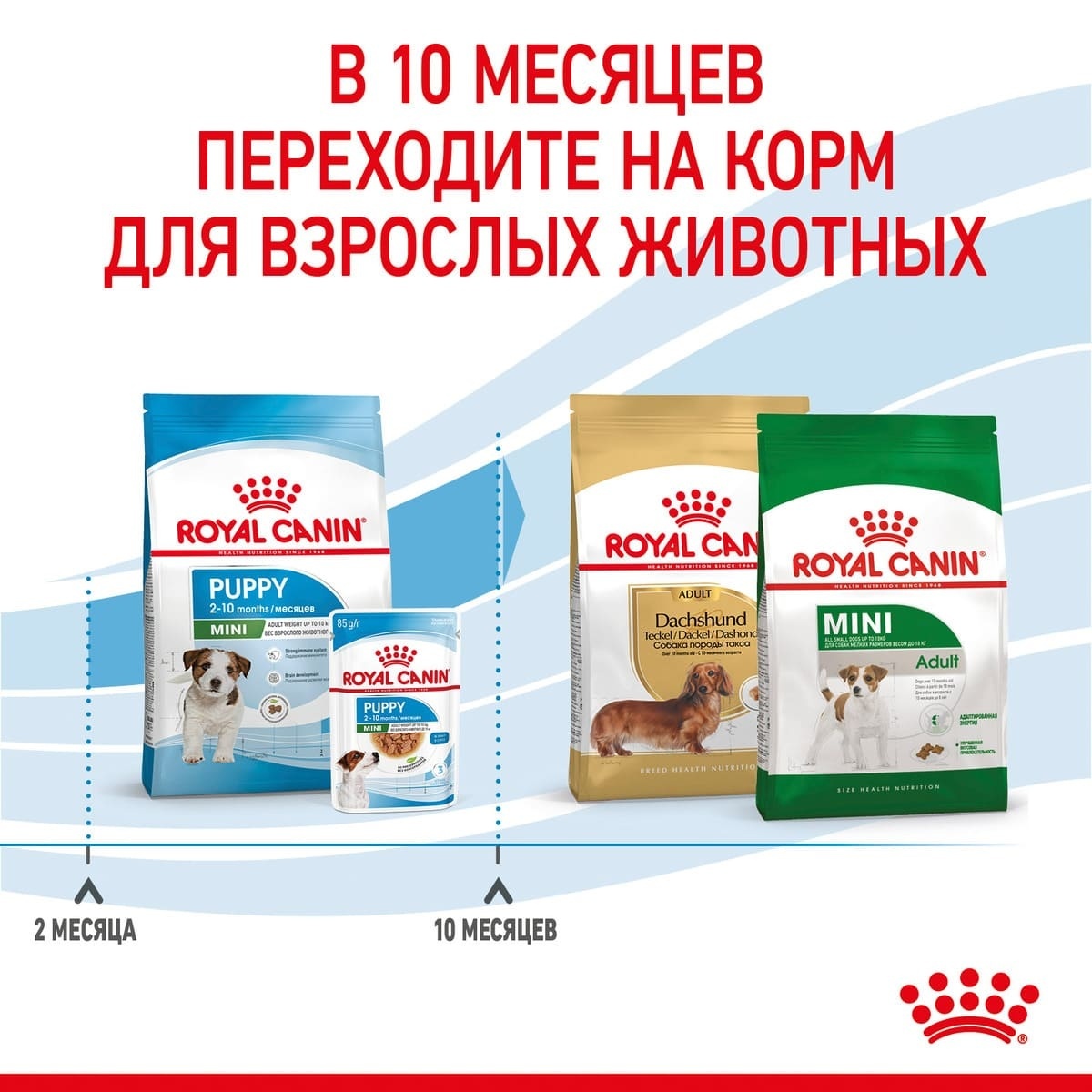 Корм Royal Canin для щенков малых пород: 2-10 месяцев (2 кг) Royal Canin Корм Royal Canin для щенков малых пород: 2-10 месяцев (2 кг) - фото 7