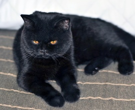 Британский котенок-черного окраса!
