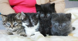 Четверо шикарных котят-крошки всего 1 месяц!